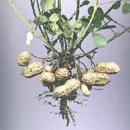 New peanuts at day 116
